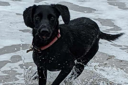 Stellar Recovery By Luna Who Can Run Again