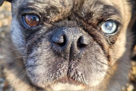 Eye Tumour Op Sees Pug Looking At Bright Future