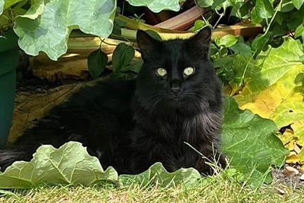Rescue Cat Recovers After Mass Removed From Brain