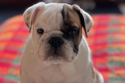No Bum Notes As WMR Help Bottomless Bulldog