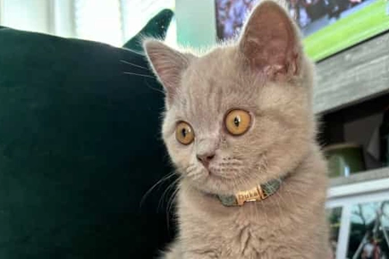 Business Resumes For Constipated Kitten After Life changing Op