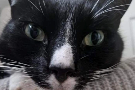 Cat Back To Full Health After Specialist Hampshire Vets Remove Brain Tumour