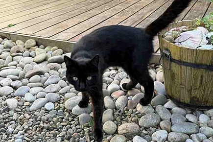Cheshire Animal Hospital Saves Life Of Beloved Young Cat Who Swallowed Rat Poison