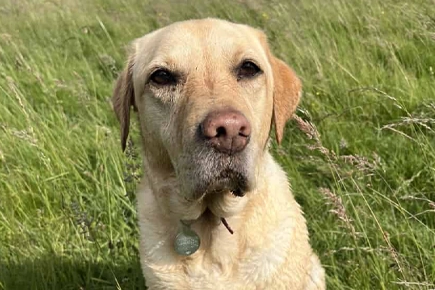 Freak Accident With Lamb Bone Leads To Labrador's Tongue Being Amputated