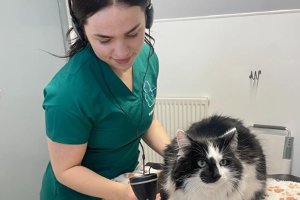 Gold Cat Award Means Fife Vets 'feline Fine'