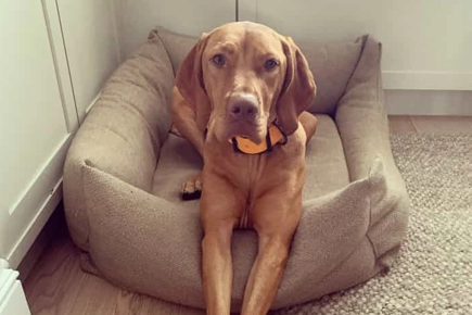 LVS Team Saves Family Dog After Grass Seed Drama