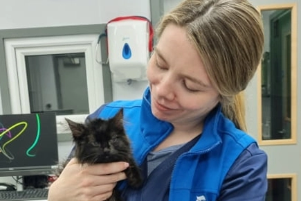MyVet Celbridge Practice Recognised For Care Of Cats