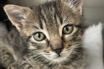 Newborn Kitten Dumped In Field Finds Forever Home After Being Hand-reared By Caring Cambridge Vet Nurse