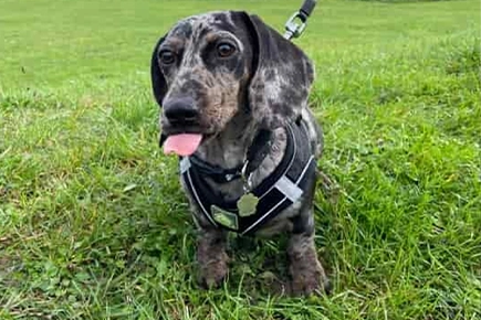 Owner's Sigh Of Relief After Dog's Lungworm Treatment