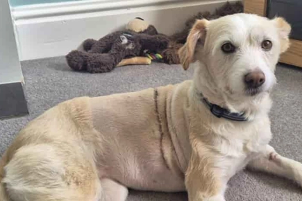 Puppy Undergoes Three-hour Operation For Rare Arteriovenous Malformation At Yorkshire Hospital