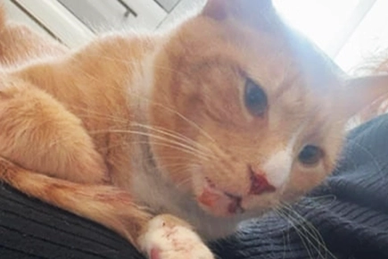 Specialist Surgery Saves Cat With Life-threatening Injuries