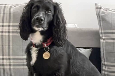 Vets Save Dog's Life After His Heart Stopped Following Car Crash
