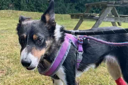 Working Border Collie's Face Rebuilt By Somerset Vets After Horrifying Hit-and-run Collision With Car