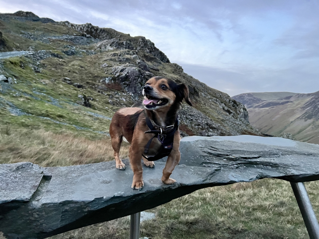 Paralysed Dachshund Quickly Back On All Paws Thanks To Kentdale