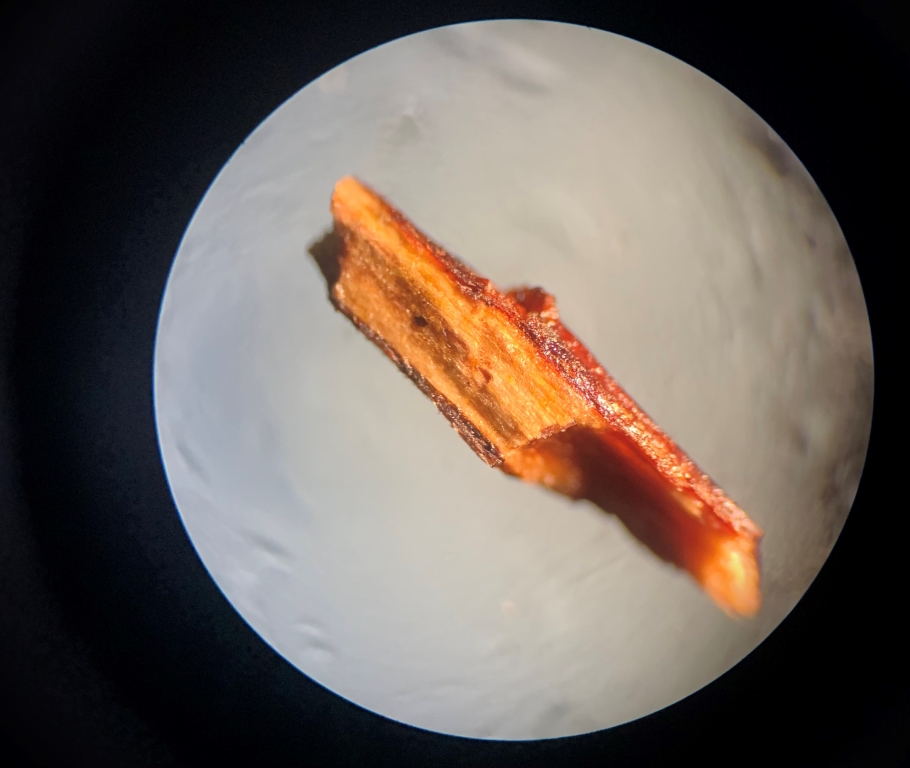 Intricate Surgery At Cumbrian Vet Saves Dog's Sight After Thorn Pierced Her Eye