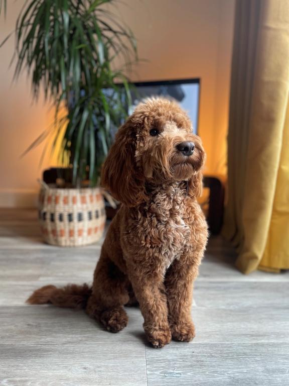 Minimally Invasive Intervention At Southfields Saves Puppy