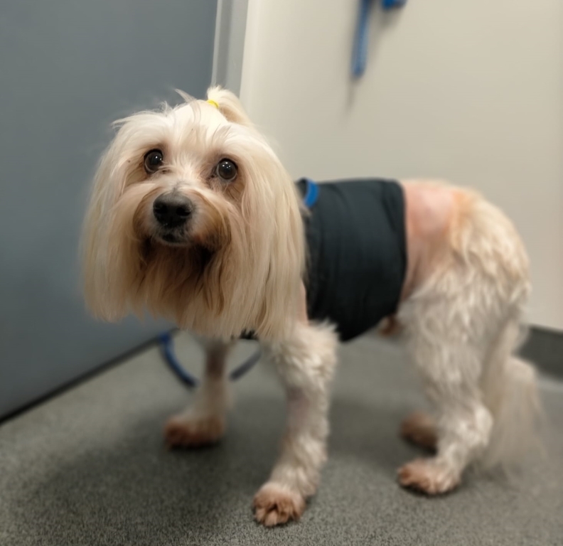 Willows Launches Groundbreaking Heart Treatment For Dogs