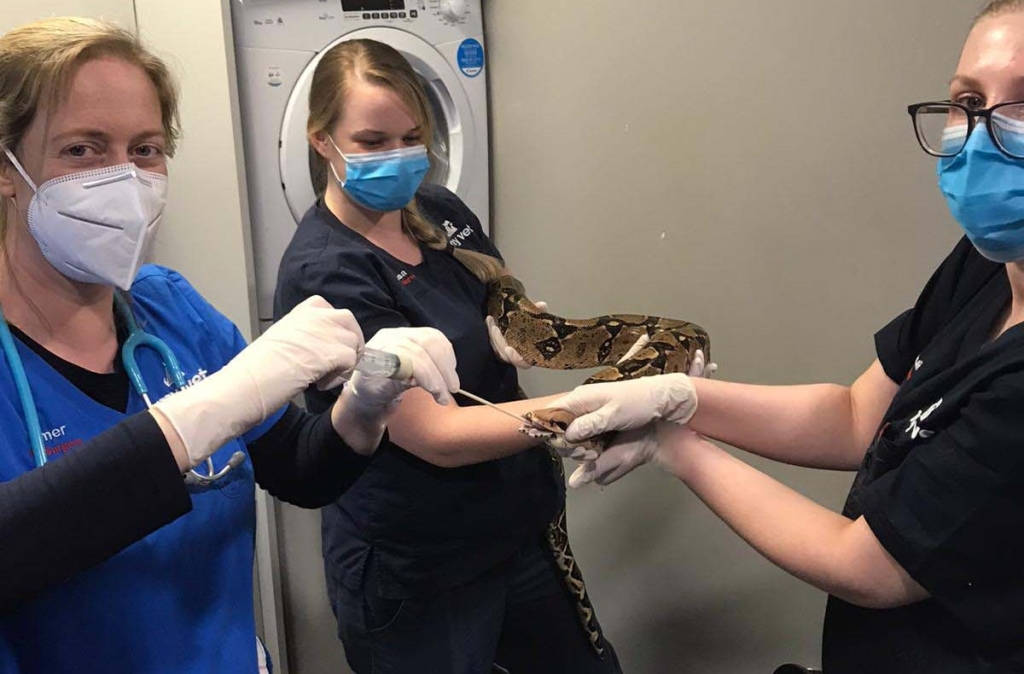 Nothing Hiss Or Miss About 15ft Snake's MyVet Treatment