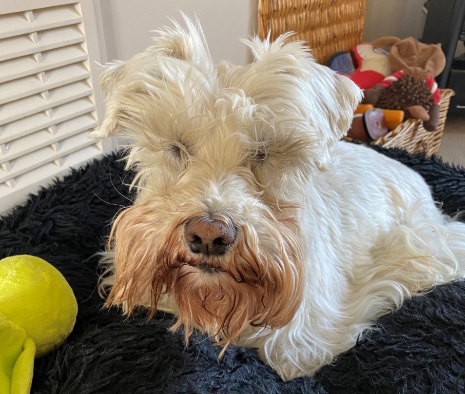 Dog With Painful Eye Condition Has Saliva Rerouted To His Eyes Whenever He Thinks About Food