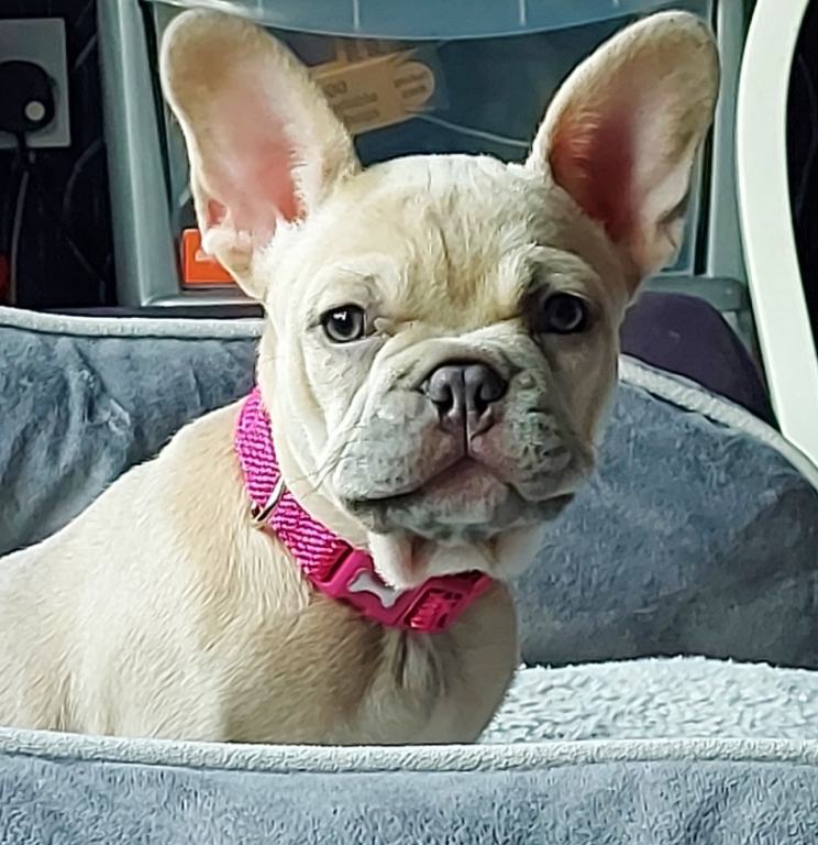 Kentdale Bond Fracture After Skye Fall