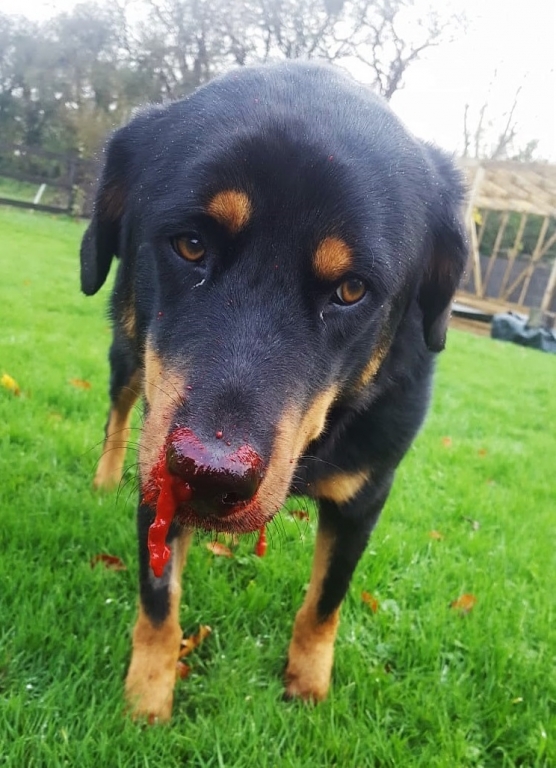 Dog With Constant Nosebleeds Was 'worst Example Seen'