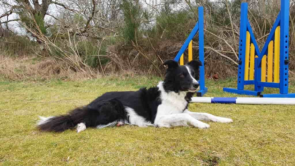 Livingston Vet Saves Dog With High-Risk Open Chest Surgery