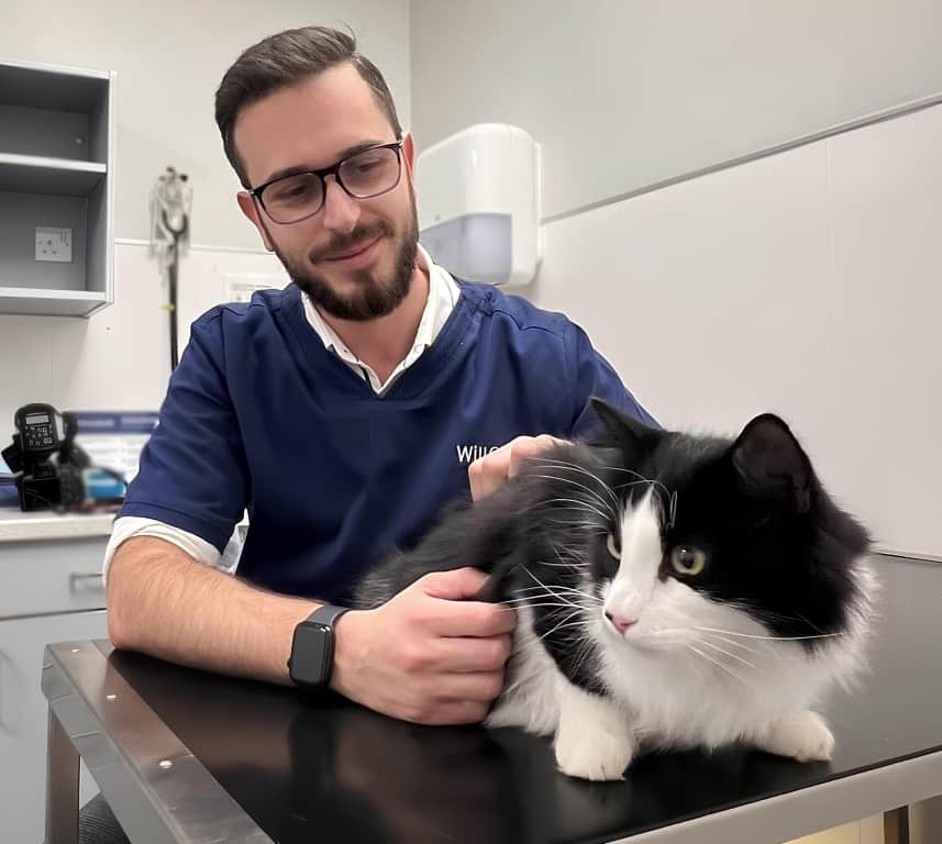 Cat's Sight Saved In Emergency Operation At Solihull Animal Hospital After Eye Pierced By 2cm Thorn