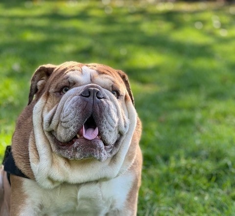 Alfie Relieved After Urinary Blockage Removed