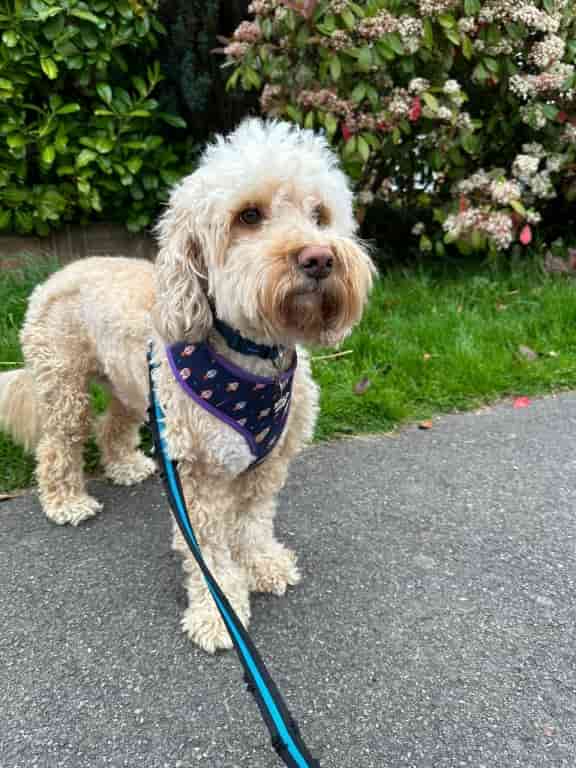 Lifesaving Surgery Saves Dog Who Swallowed Three Kebab Sticks