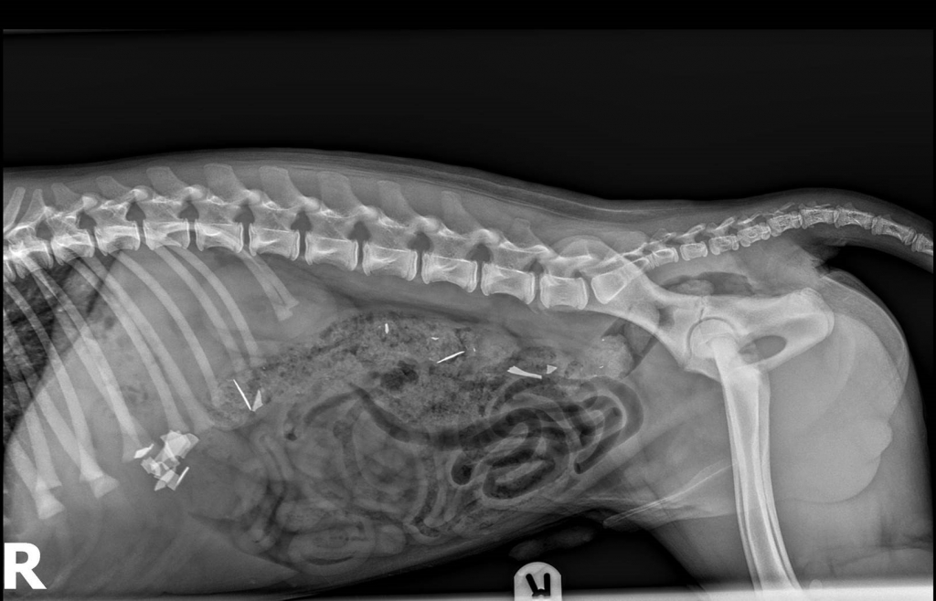 Close Shave For Puppy Who Swallowed Razor Blades