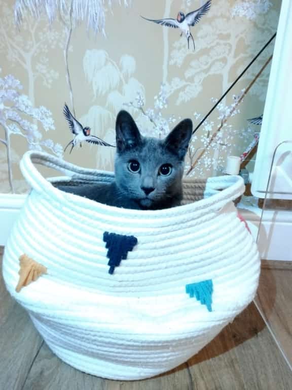 Beau's Miraculous Recovery Thanks To Miracle Treatment