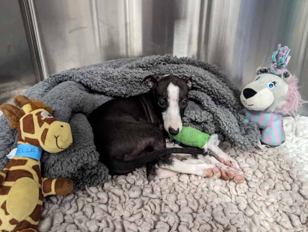 Life's Now Looking 'Bella' For Pup Who Was Unable To Walk
