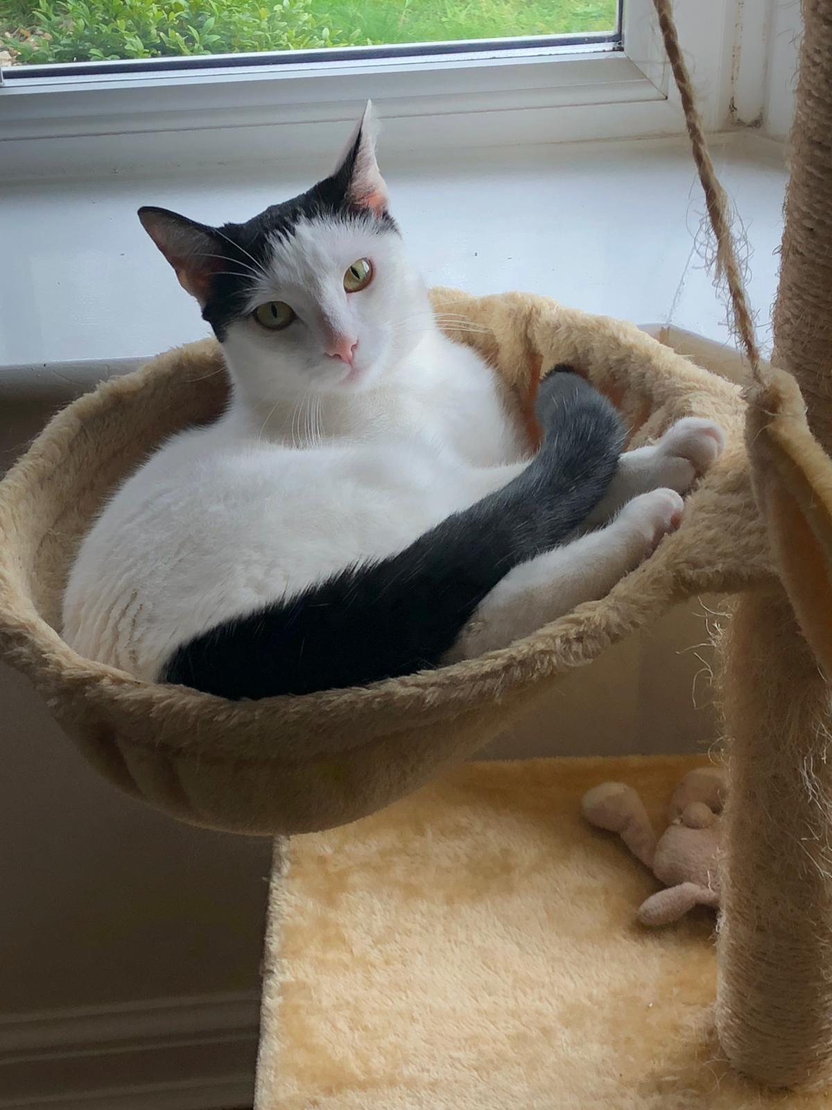 CAT’S HAIR-RAISING MYSTERY SOLVED BY WILLOWS