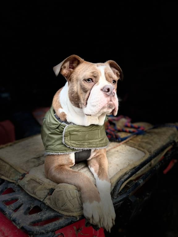 Bulldog's PDA Peril Cured By Specialist Cardiology Team At Willows