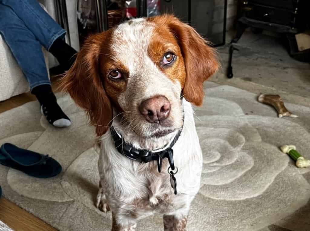 Rescue Dog With Multiple Shotgun Pellets Now 'Smiling'