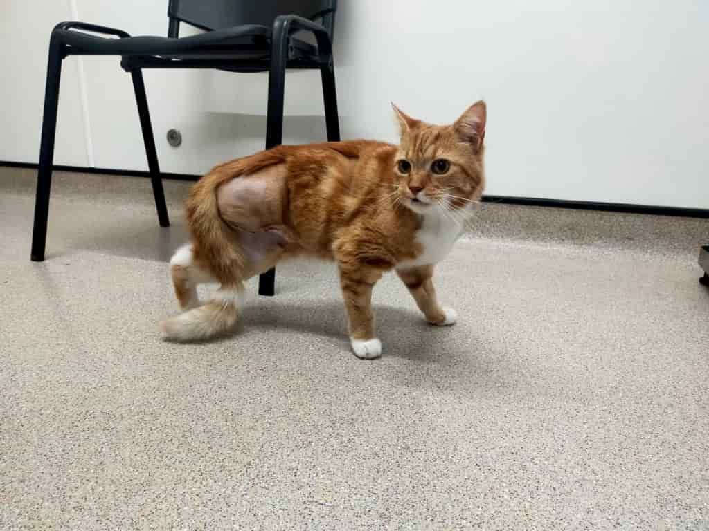 Cool Cat Bubba Stays Calm After Taking Leg Loss In His Stride