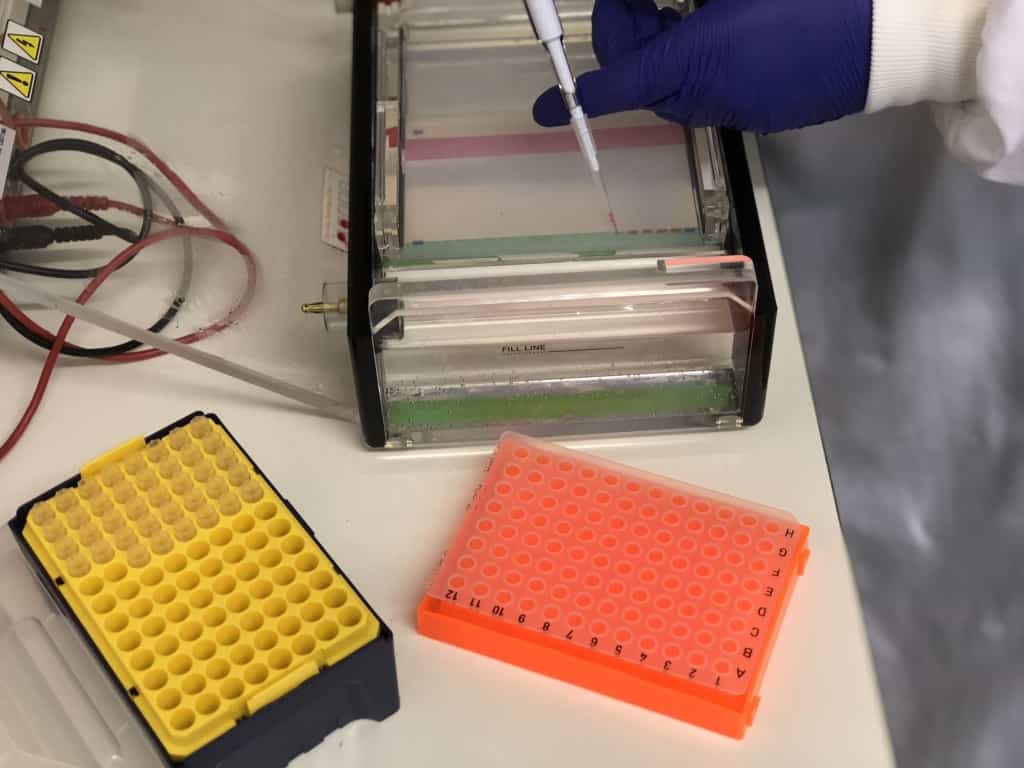 Cambridgeshire Collaboration Could Eradicate Dog Eye Disease