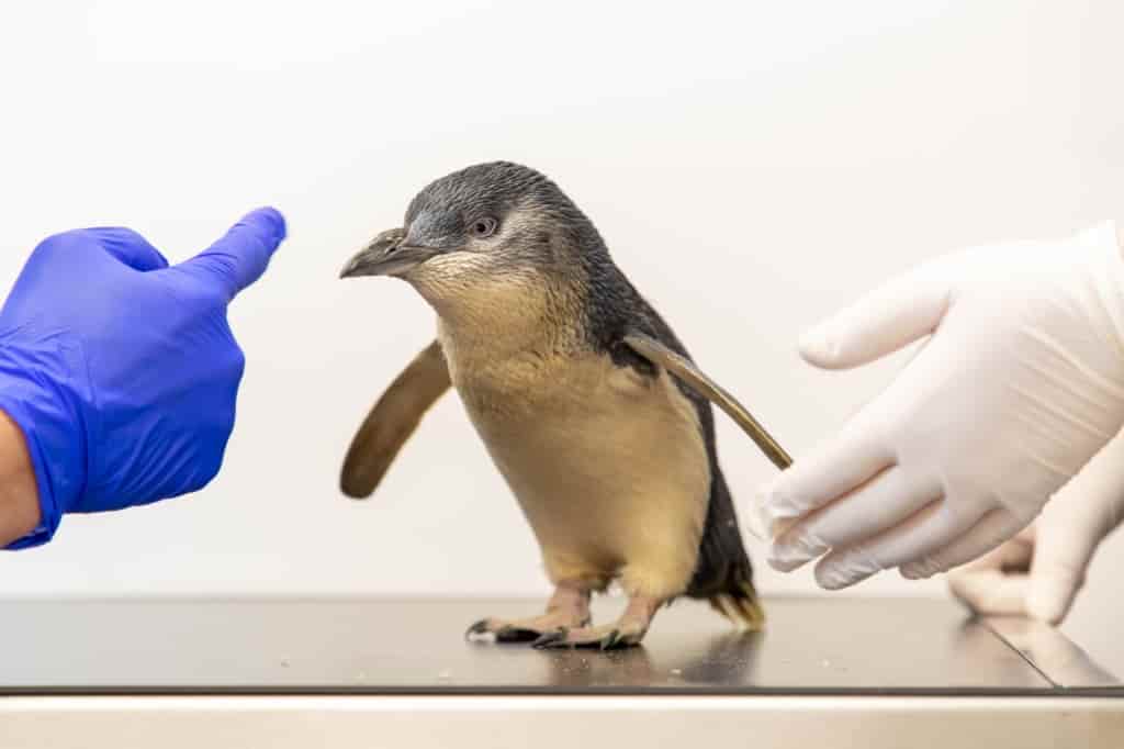 Cave Performs World's First Reported MRI Scan On Fairy Penguin