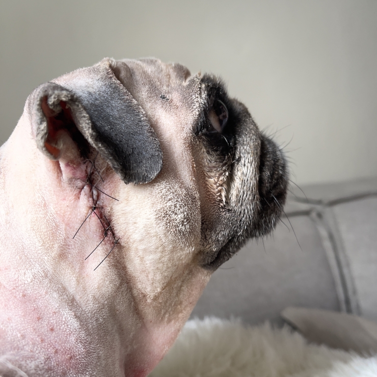 Internet Star Puggy Smalls Back Online Thanks To Southfields