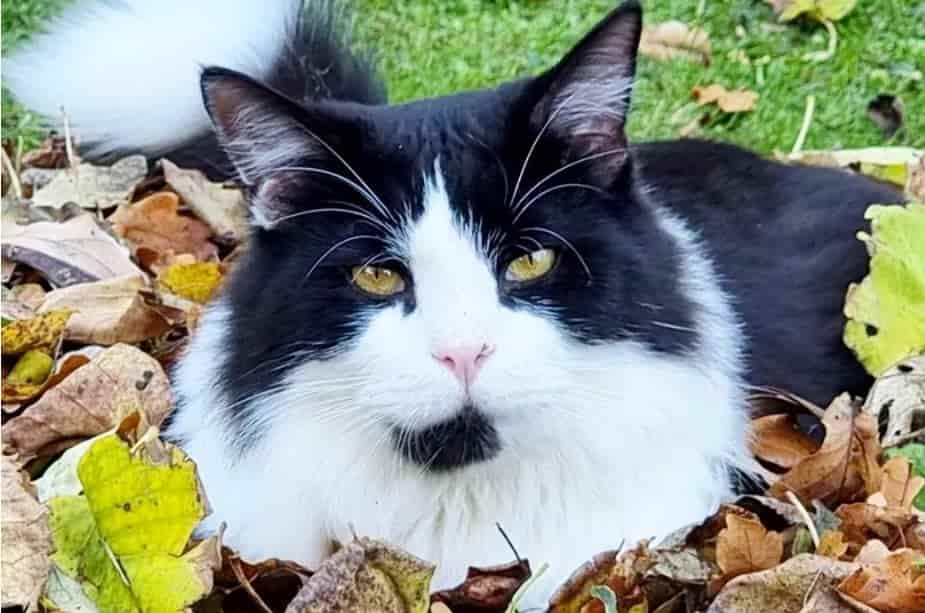 'Domino' Effect As Cat Needed Emergency Surgery After Swallowing Needle And Thread