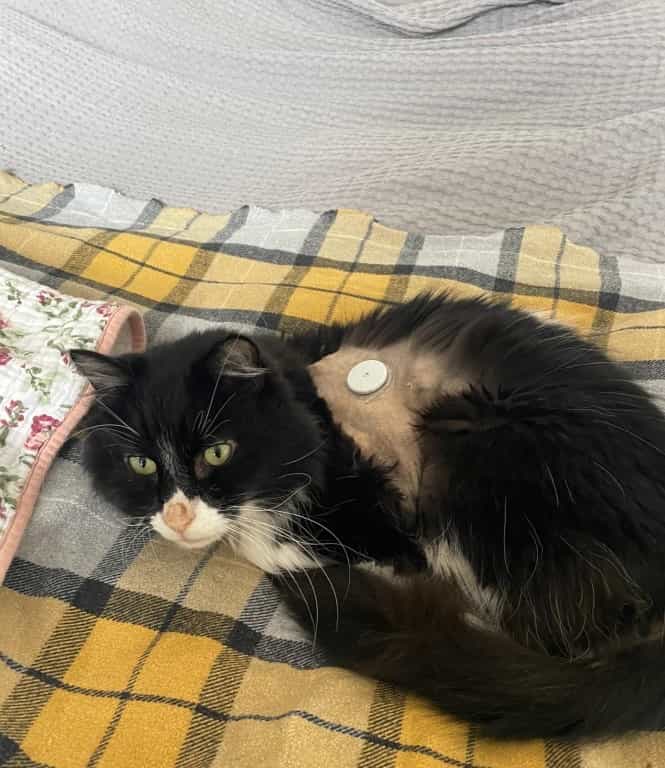 Eastbourne Vet Nurse's Innovative Approach Helps Poorly Cat