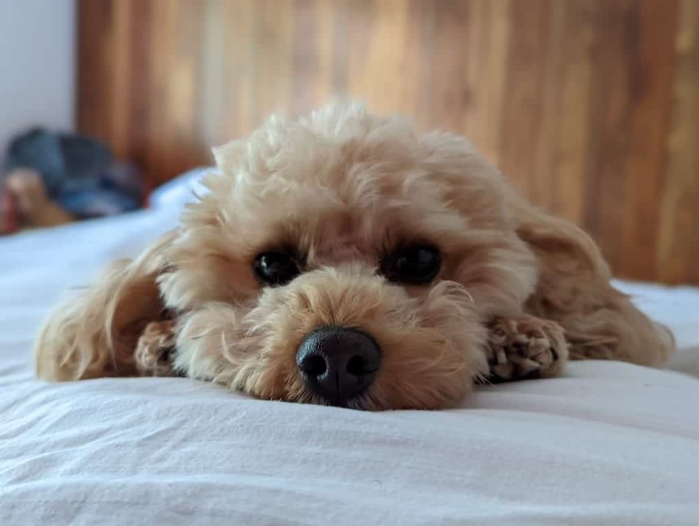 Tail Wag Sparks Joy For Owners Of Paralysed Dog