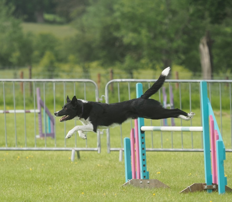 Prize-winning Agility Dog Focused On Team GB Trials After Sight-saving Care At Cumbrian Vets