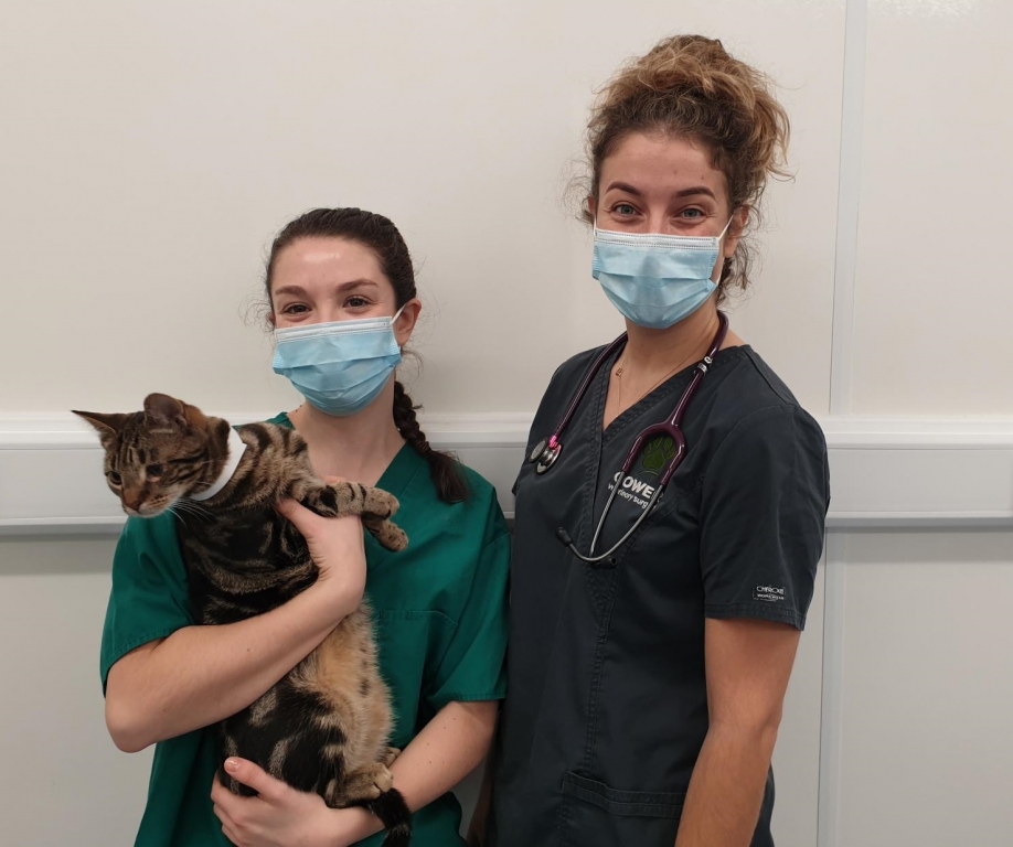 Cats Get The Cream As Gower Vets Earn Silver ISFM Award