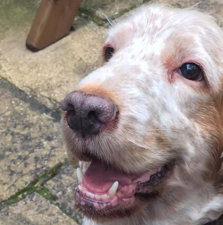 Pioneering Blood Transfusion Saves Family Pet