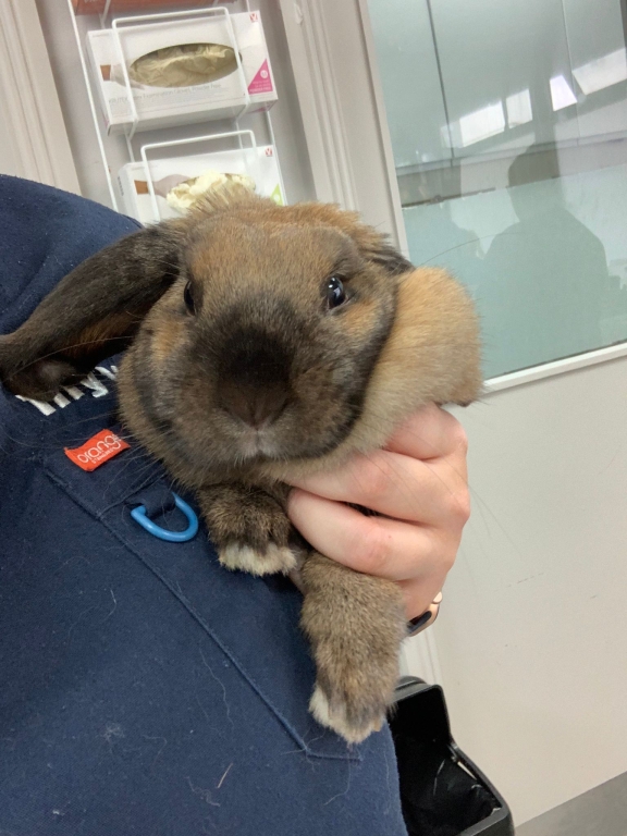 Dublin Vets Help Rabbit Bounce Back To Health