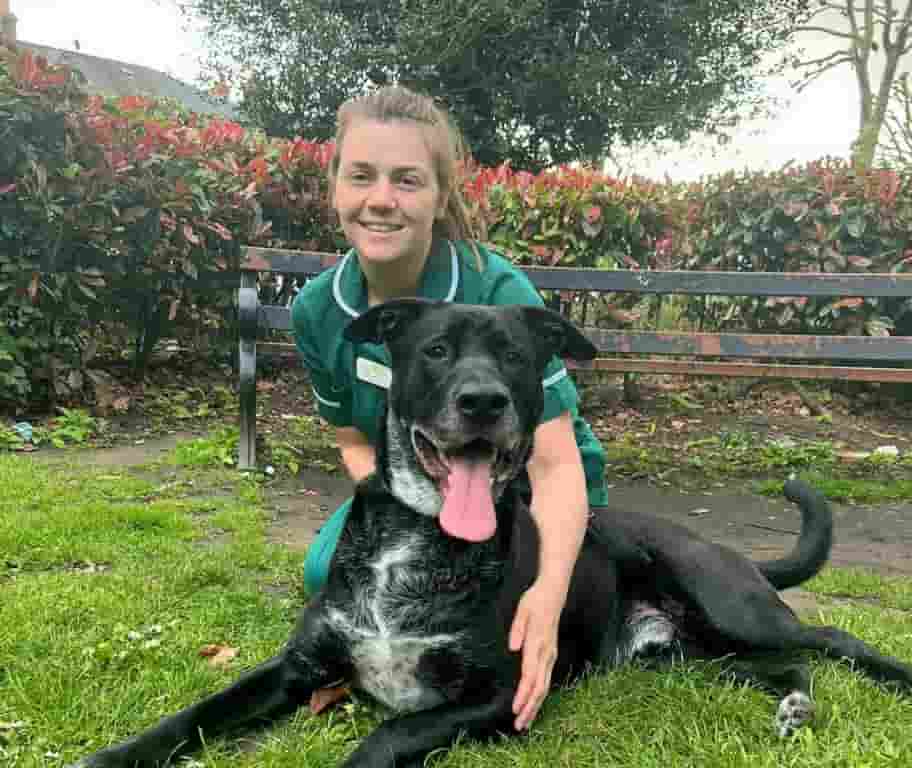 Surgical Exam Success For South-West London Vet Practice