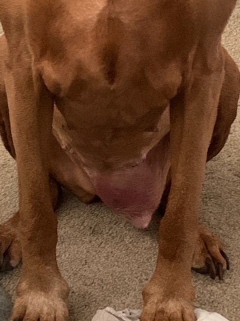 Remarkable Recovery After Orange-sized Tumour Removed From Dog