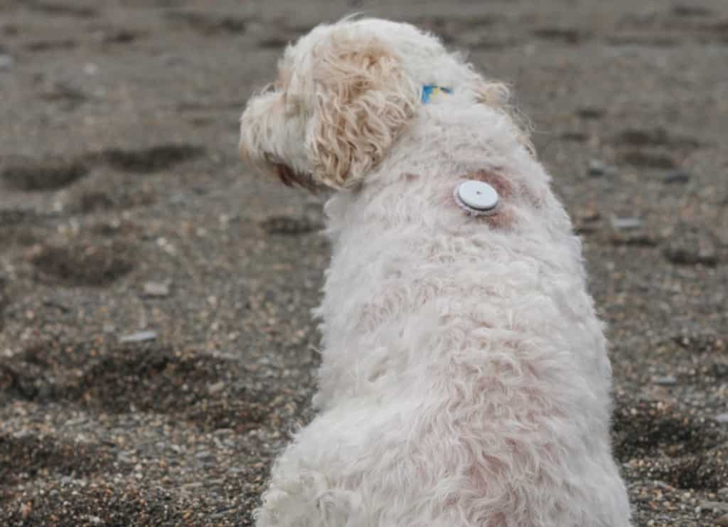 Staffordshire Vet Practice Gives Diabetic Dog New Lease Of Life