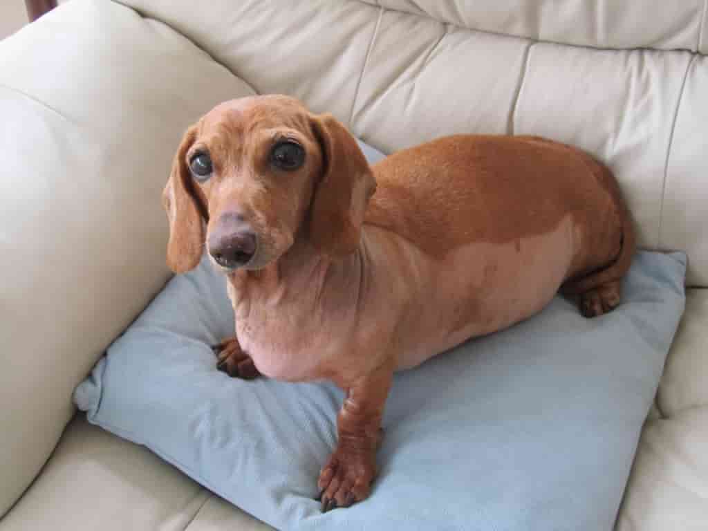 Major Surgery Helps Dachshund Covered With Skin Growths